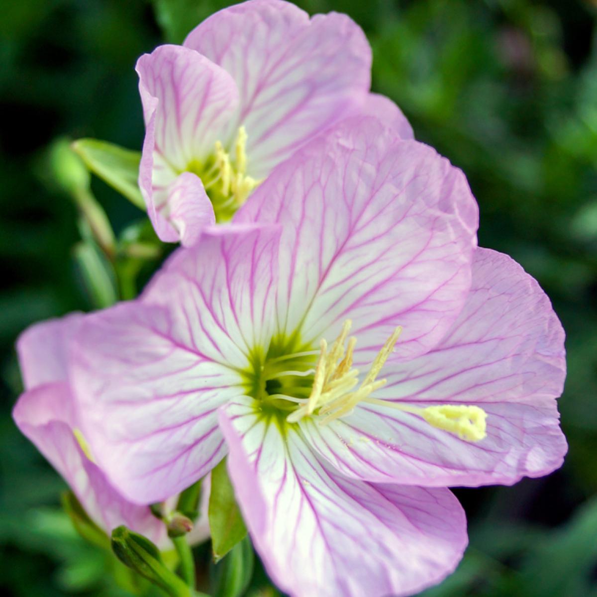 Pink Evening Primrose Oenothera 'Siskiyou' Creeping with light pink