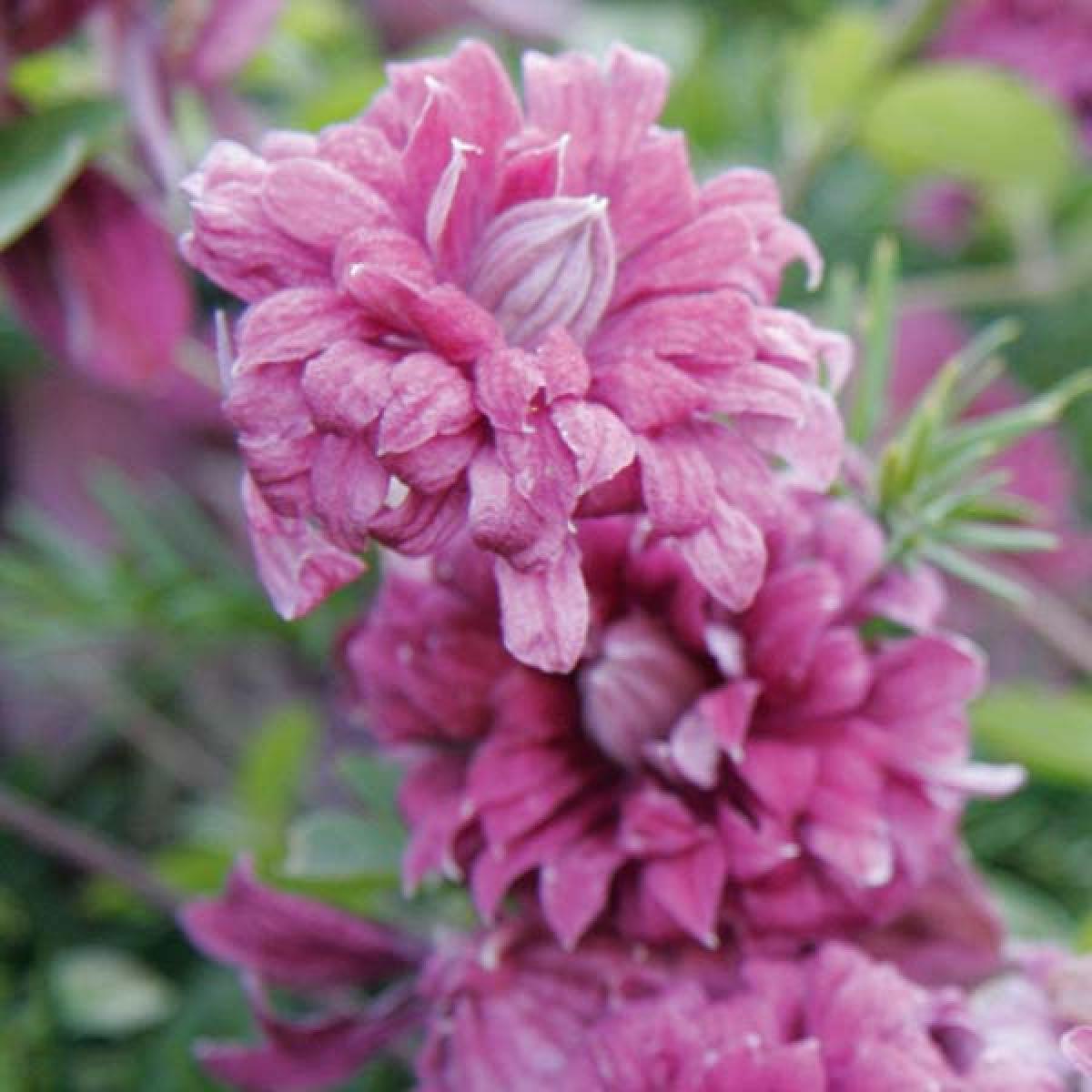 Italian Clematis 'Purpurea Plena Elegans' Pink Viticella Clematis