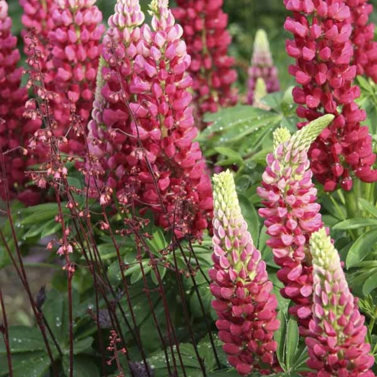Lupinus Gallery Red Lupin An alpine species with mauvered flowers