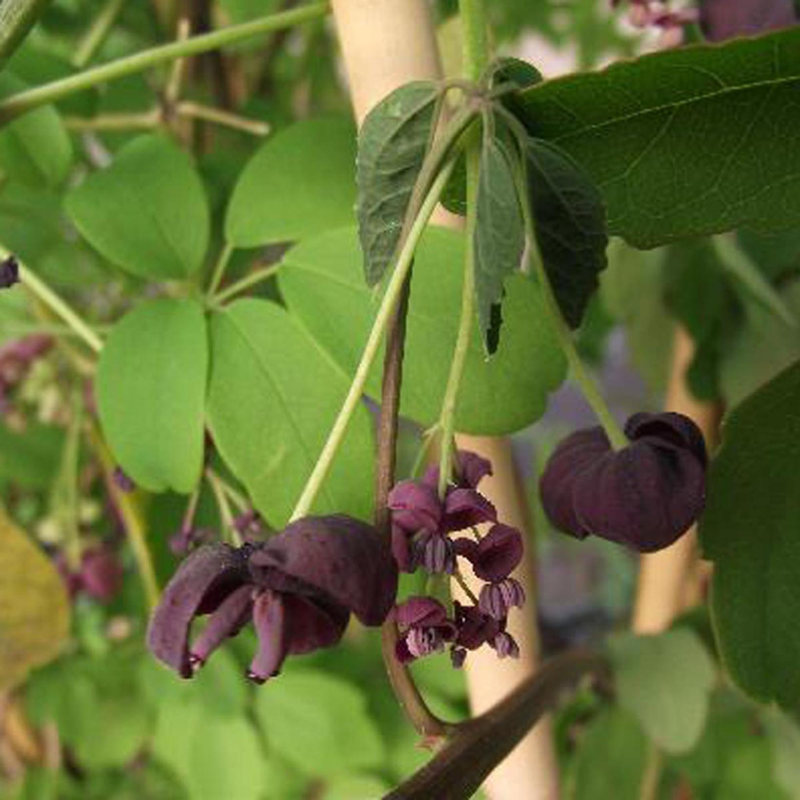 Akebia Pentaphylla Hybrid Akebia Vigorous Climbing Plant With akebia-pentaphylla-hybrid-akebia-vigorous-climbing-plant-with