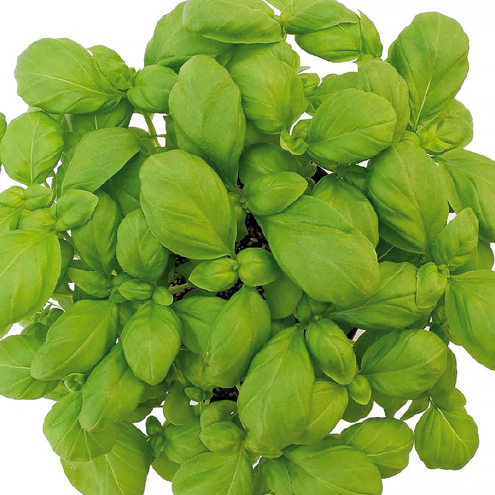 Genovese Basil 'Loki' ORGANIC Ocimum basilicum Aromatic Seed