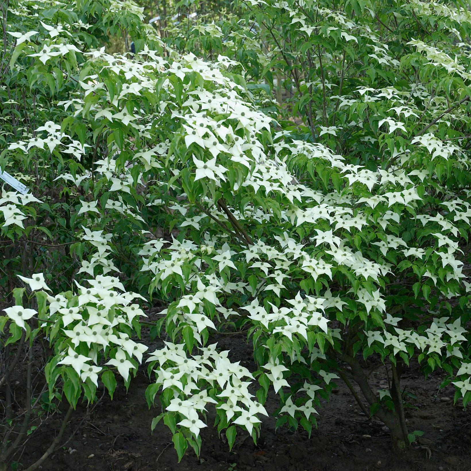Cornus kousa var. chinensis Chinese flowering dogwood with pure white