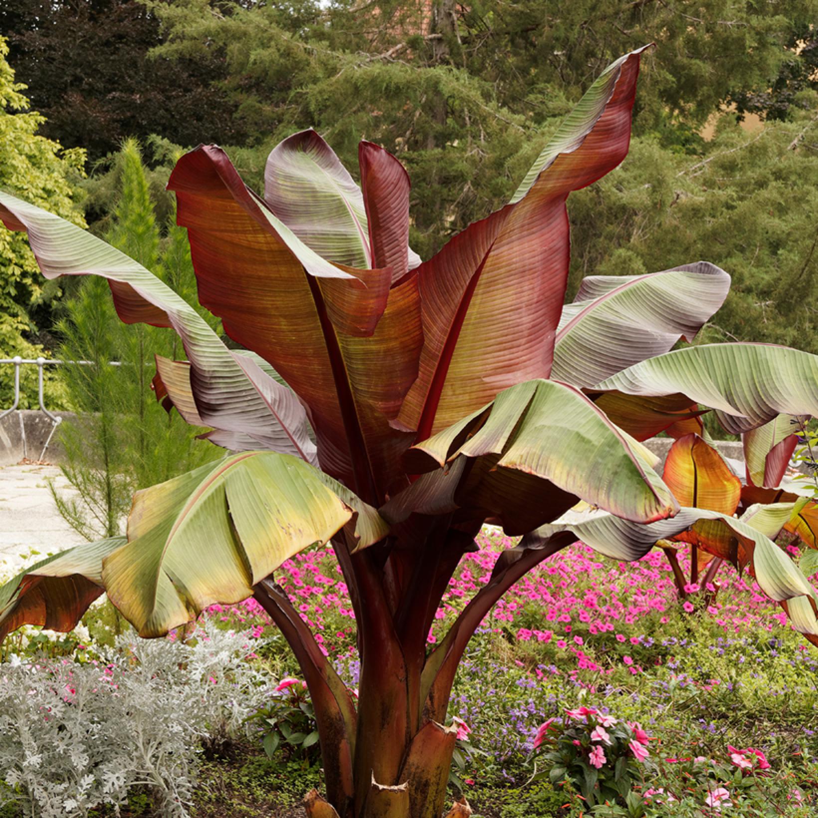 Ensete ventricosum Maurelii -Ethiopian Banana with purple foliage