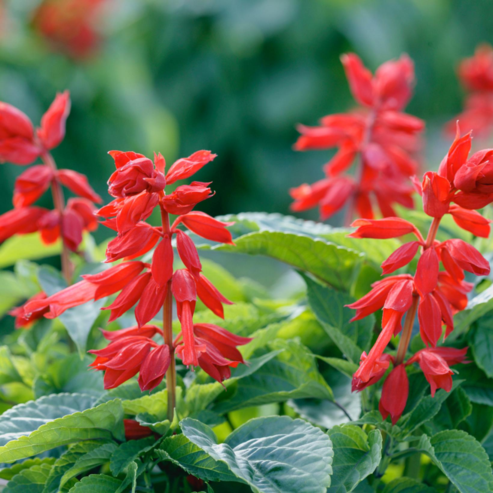 Salvia splendens Estella Red seeds Scarlet Sage, Tropical Sage