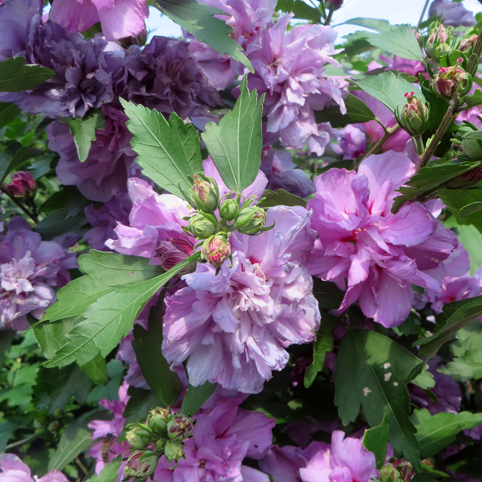 Hibiscus Syriacus Ardens hibiscus-syriacus-ardens
