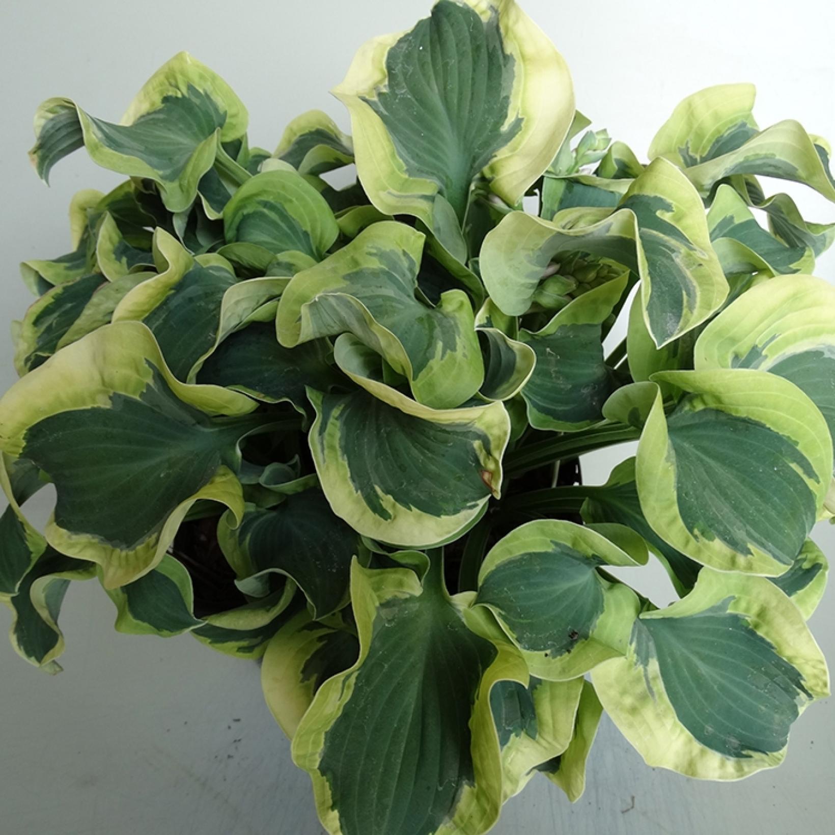 Hosta Mini Skirt Miniature variety with small bluishgreen leaves and