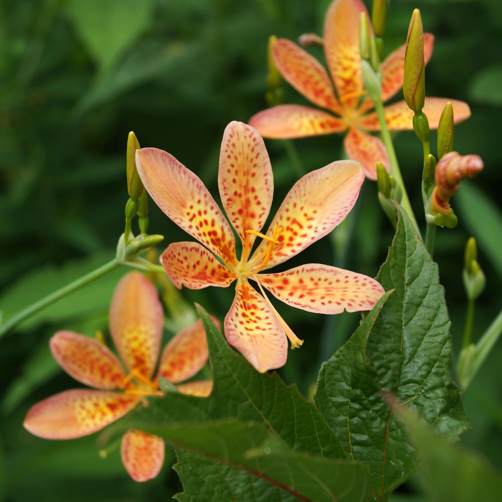 Belamcanda chinensis - Tiger lily or Blackberry lily