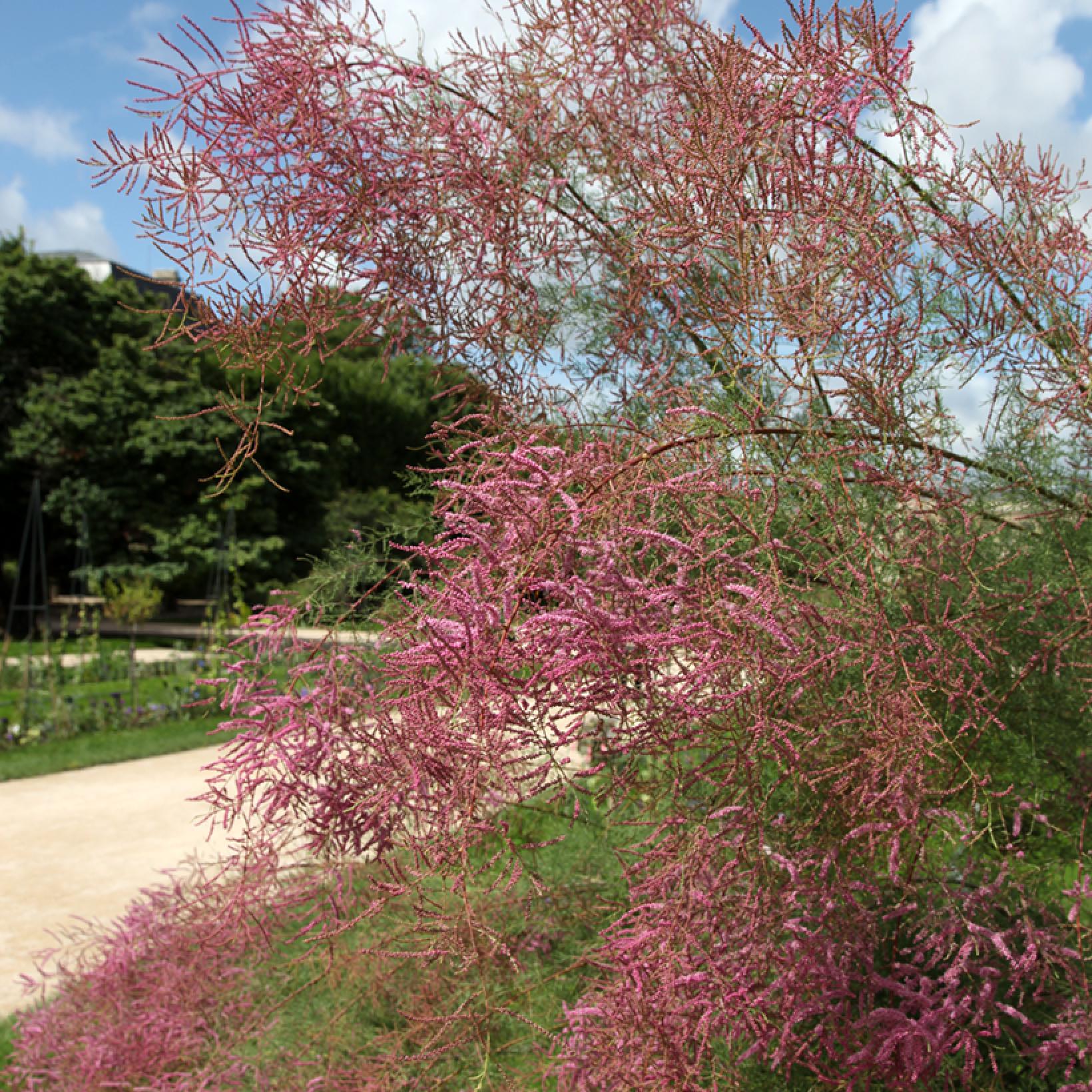 Tamarix Ramosissima tamarix-ramosissima