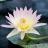Aquatic plants