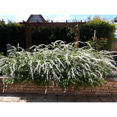 Spiraea cinerea Grefsheim - Very floriferous dentate spirea, white.