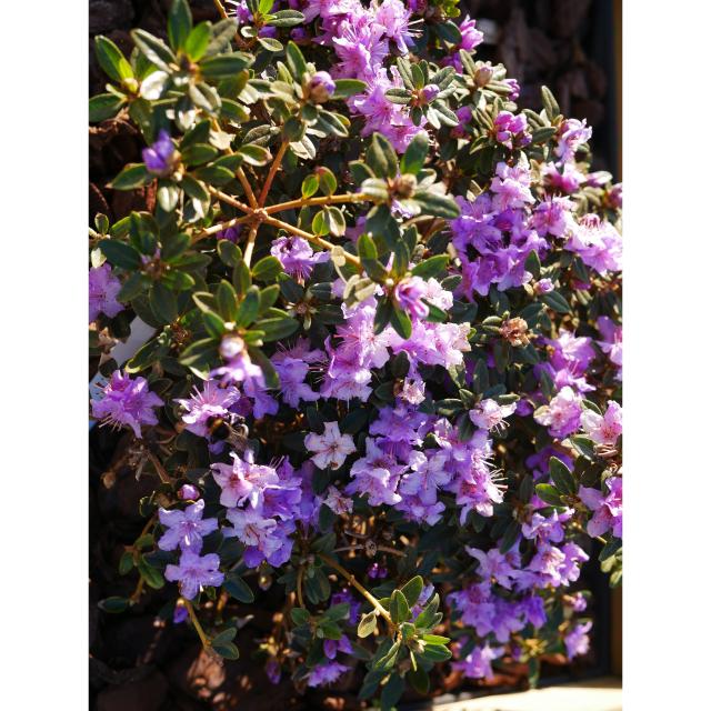 Rhododendron impeditum - Dwarf bush with small shiny leaves.