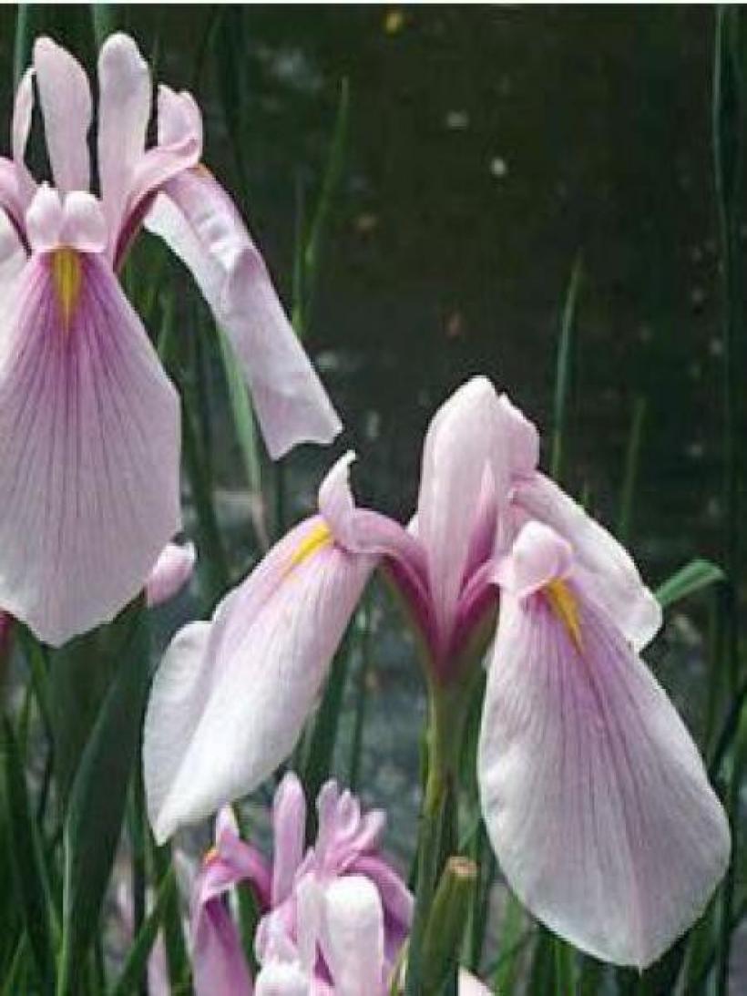 Iris ensata 'Rose Queen' - Japanese Iris with large pink flowers.