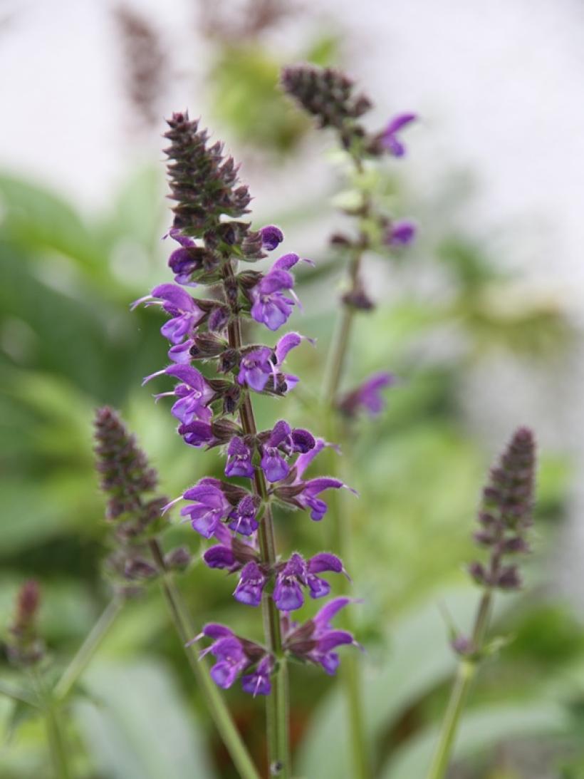 Salvia nemorosa Mainacht Wood sage Perennial with intense blue