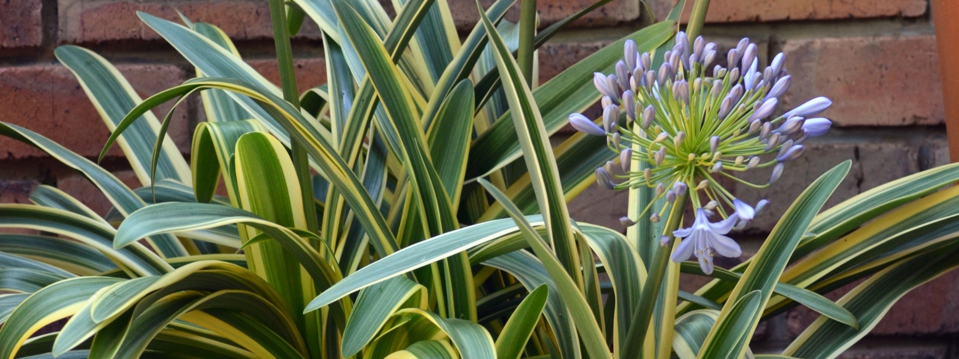 <i>NEW</i> AGAPANTHUS ZAMBEZI