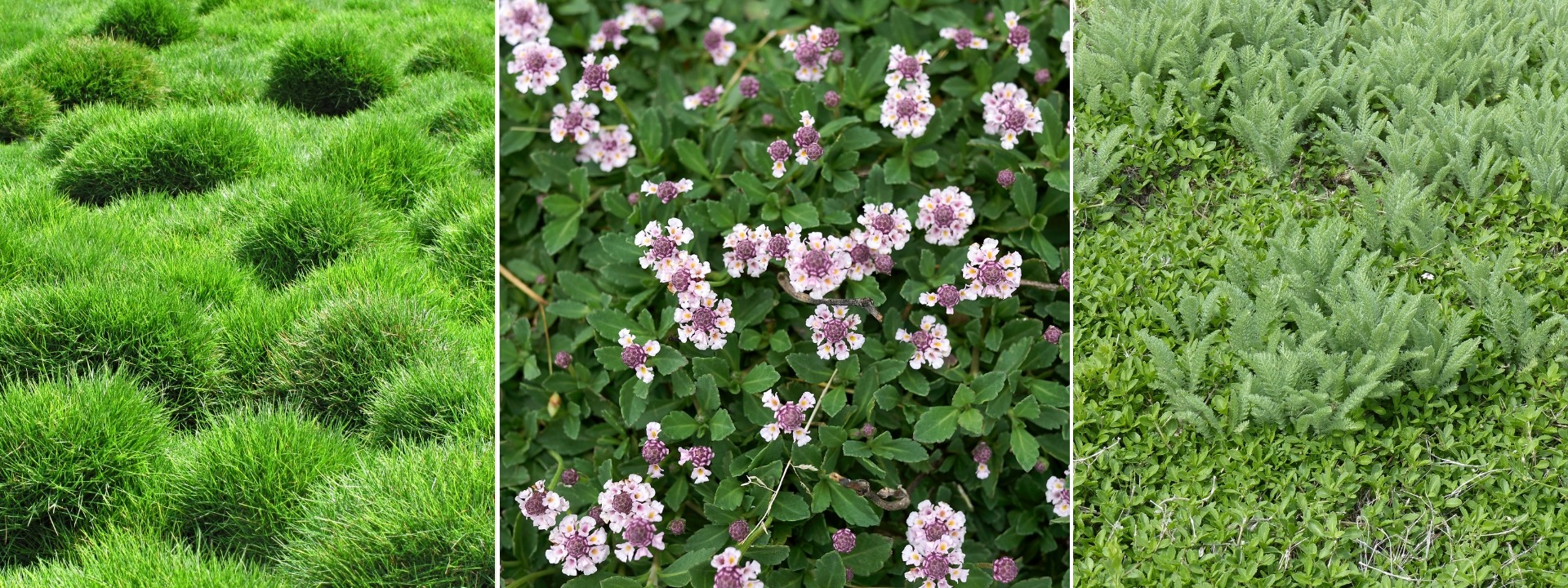 <i>Alternatives</i> ON THE LAWN