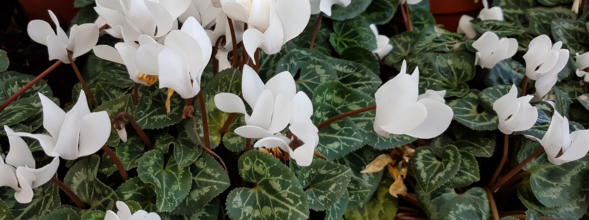<i>Autumn</i> FLOWERING BULBS
