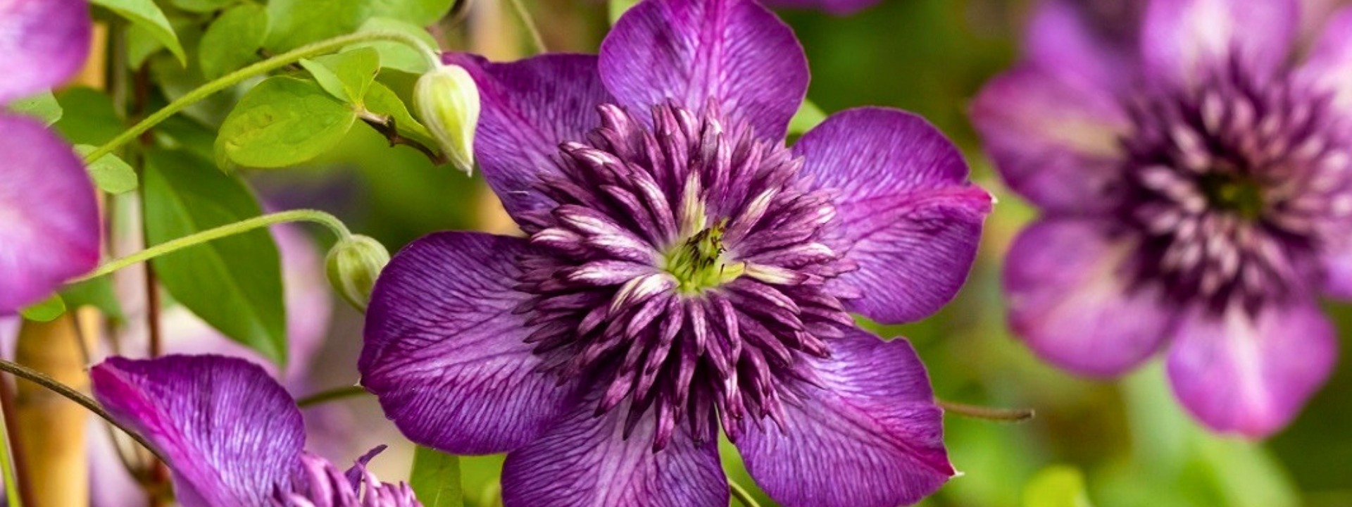 <i>New</i> Clematis Welcome Home