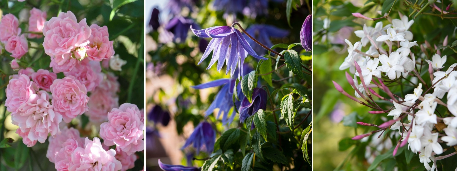 <i>Climbers plants</i> SPRING