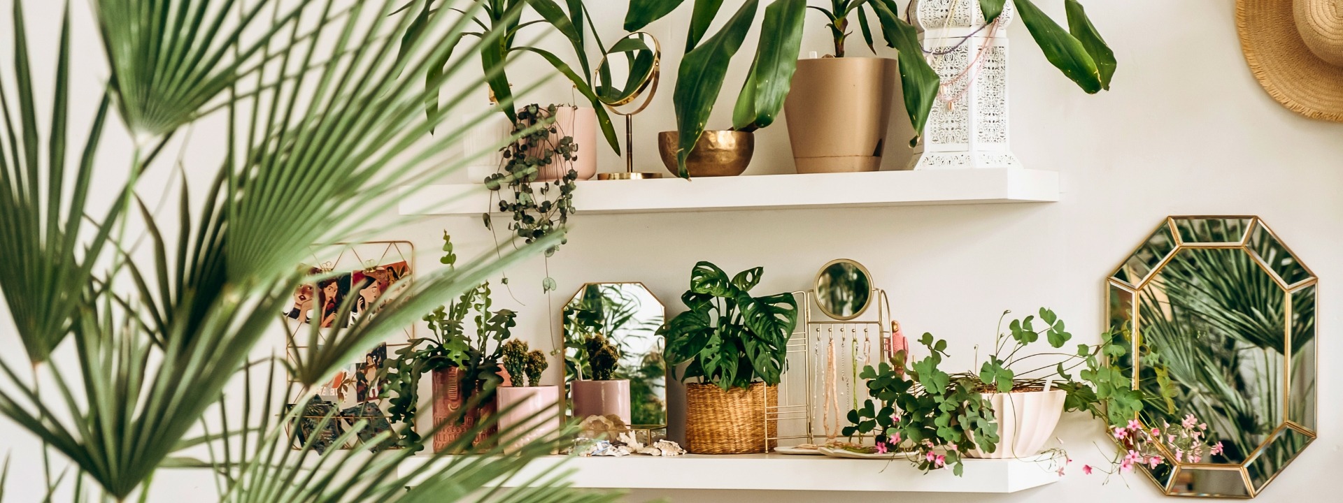 <i>New</i> HOUSEPLANTS