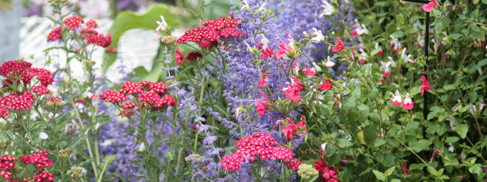 <i>Long</i> FLOWERING