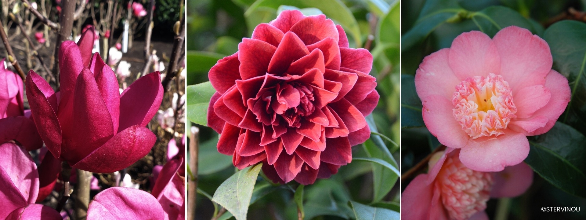 <i>Shrubs</i> Heather soil