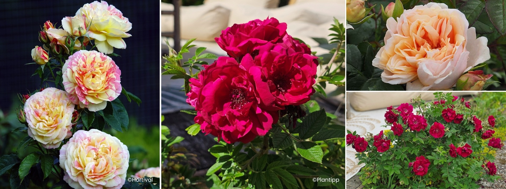 <i>New arrivals</i> ROSE BUSHES