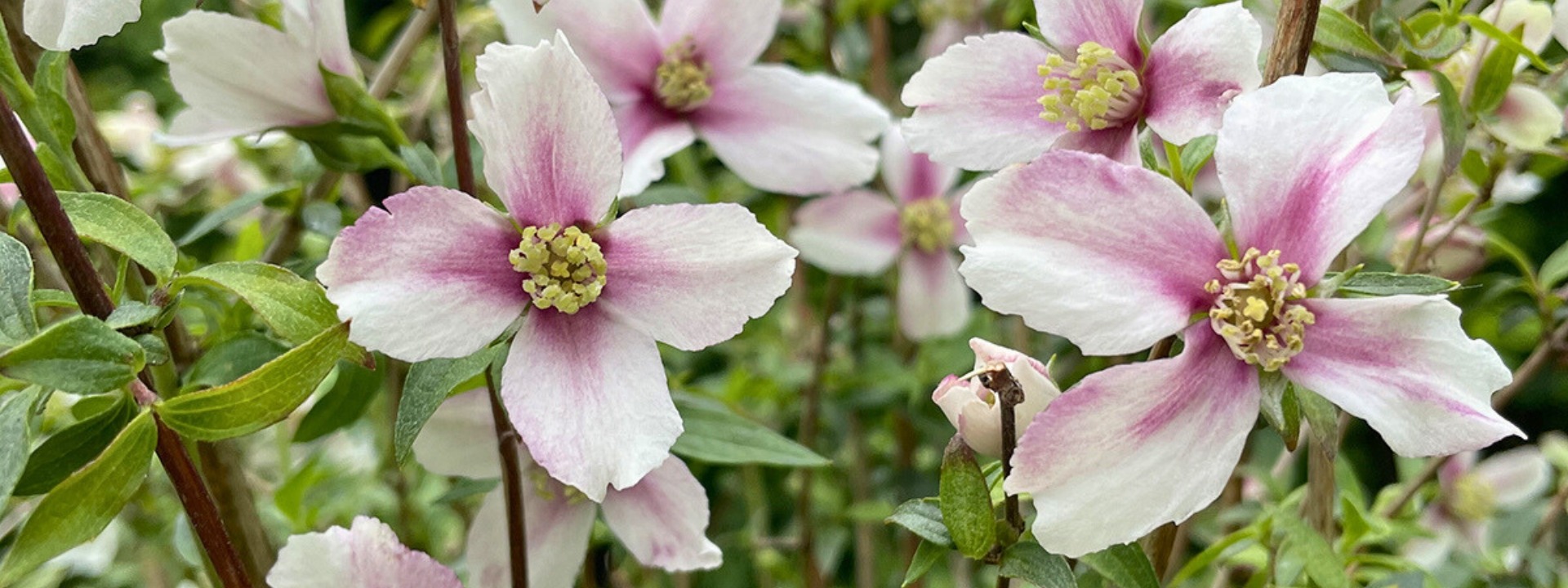 <i>New</i> PHILADELPHUS