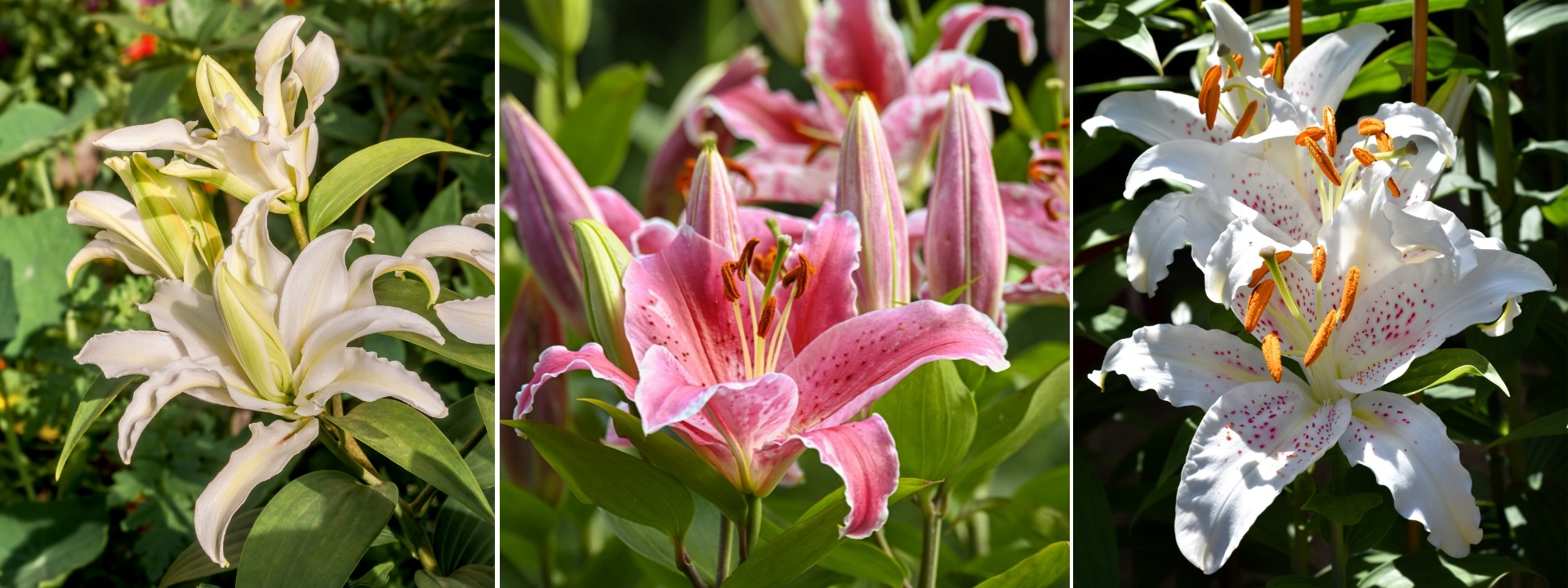 <i>Promotion</i> LILIES