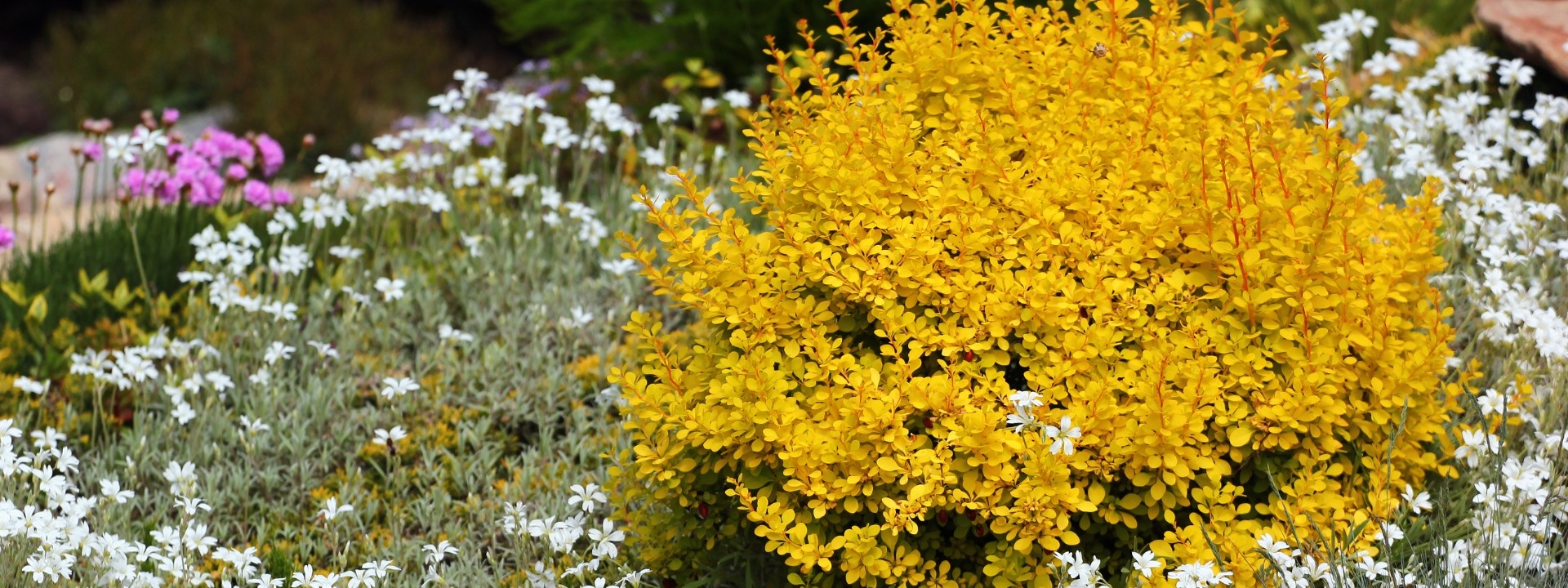 <i>Promotion</i> SHRUBS