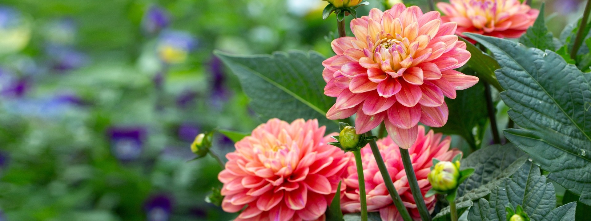 <i>Summer bulbs</i> CLEARANCE SALE