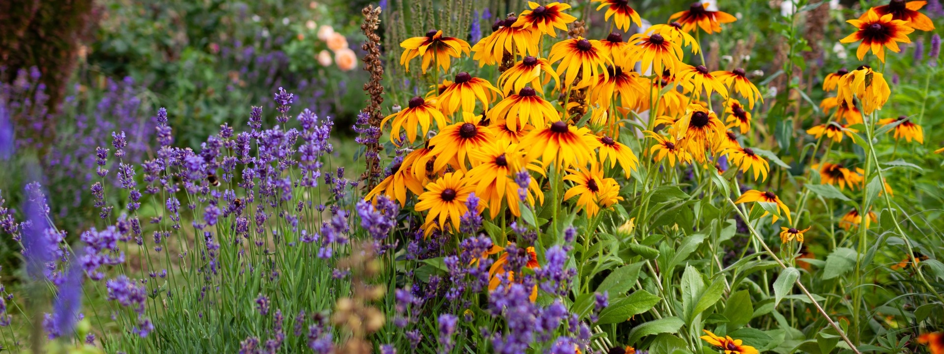 <i>Promotion</i> PERENNIALS