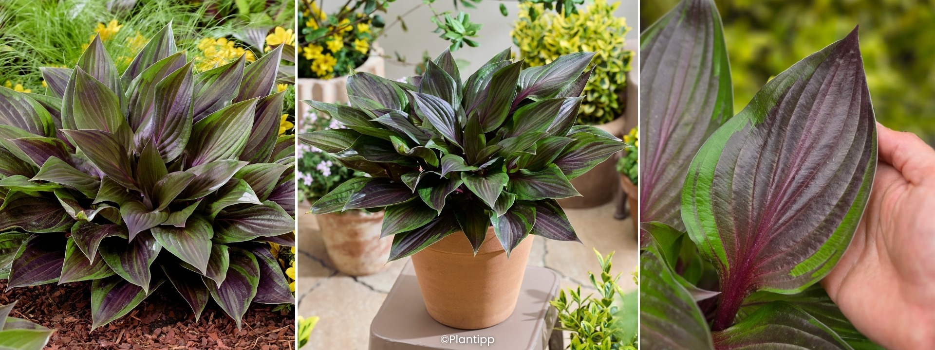 <i>New</i> HOSTA Red Ninja®